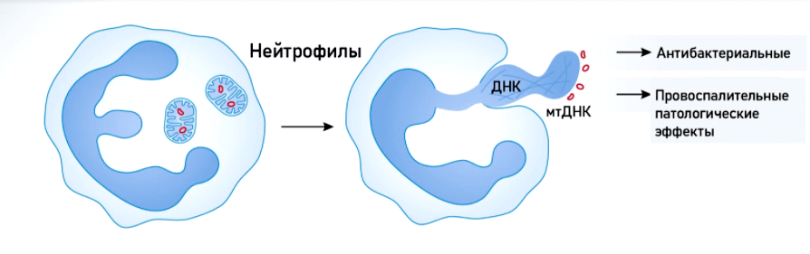 Ловушки нейтрофилов. Нейтрофильные внеклеточные ловушки. Нейтрофильные внеклеточные ловушки. Ловушки нейтрофилов. Нетоз нейтрофильных лейкоцитов.