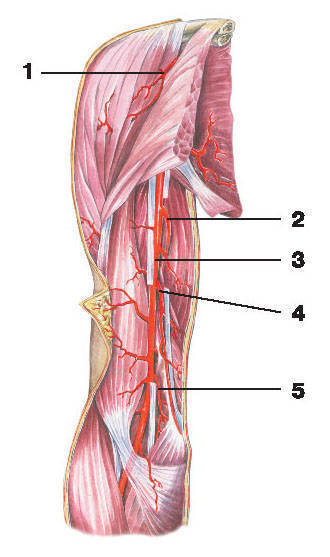 Плечевая артерия. Плечевая артерия топография. Коллатеральная плечевая артерия. Плечевая артерия анатомия топография. Коллатеральные ветви плечевой артерии.