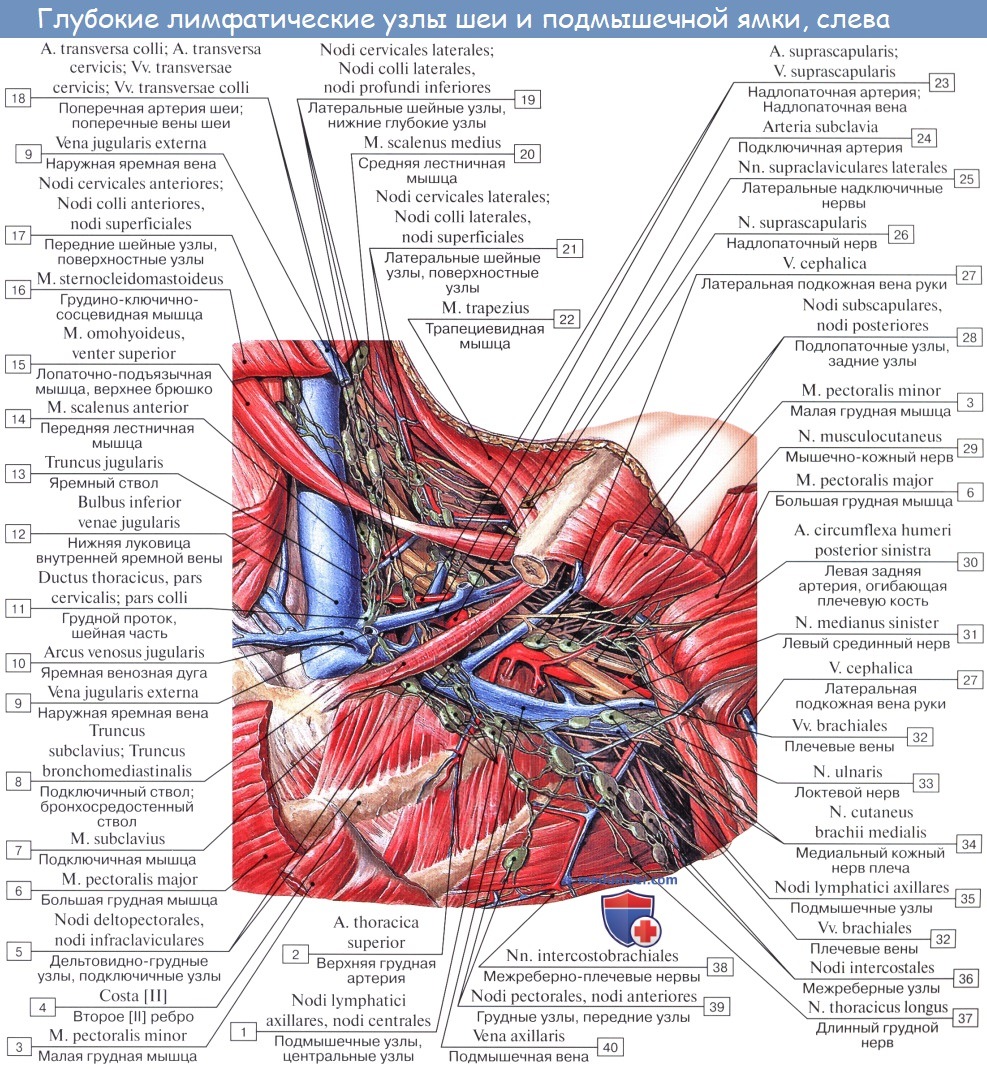 Левая подключичная вена. Лимфоузлы топография анатомия. Лимфатические сосуды руки анатомия. Топографическая анатомия лимфатических узлов и сосудов. Строение подмышки у женщин анатомия.